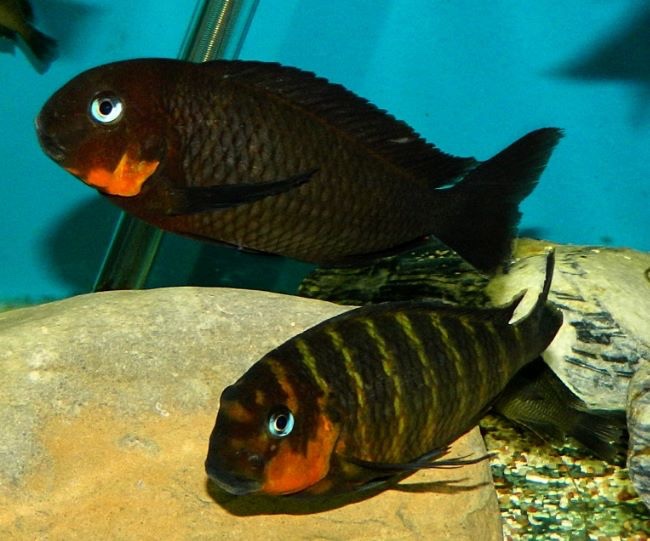 Tropheus sp. 'mpimbwe' Cape Mpimbwe (Red Cheek)